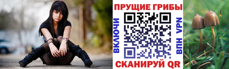 сколько стоит  Ревда  Псилоцибиновые грибы мицелий 